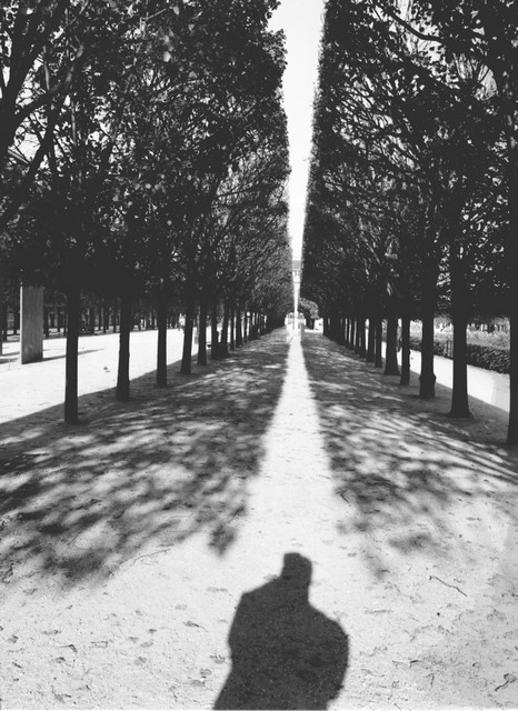 Trees and Shadows