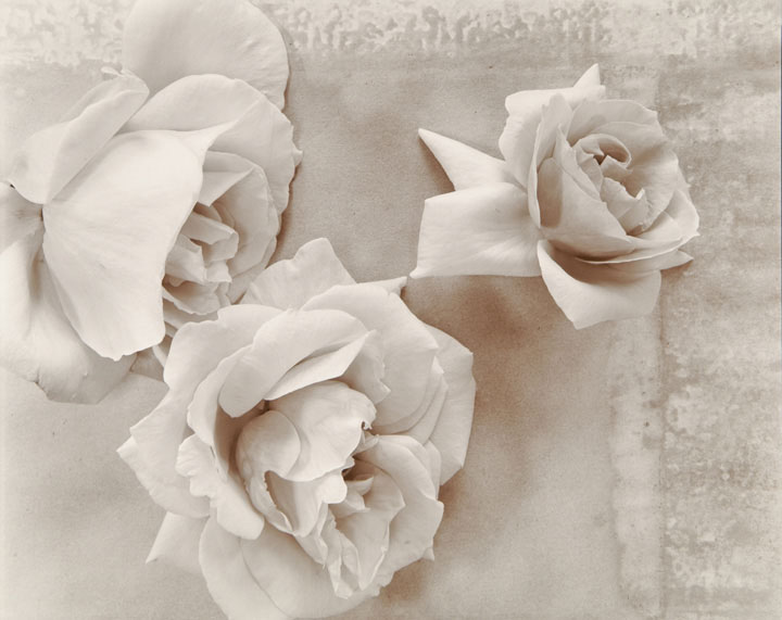 Roses (from "Lost Objects portfolio)