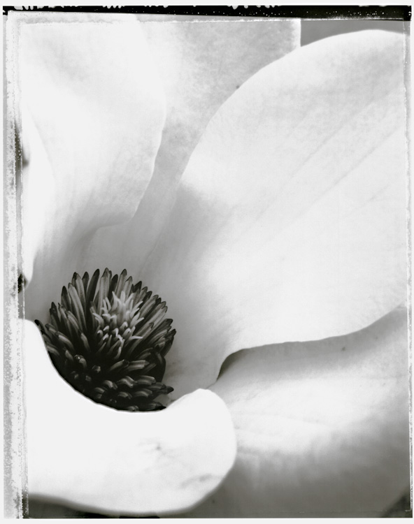 Magnolia No. 1 Magnolia No. 1
