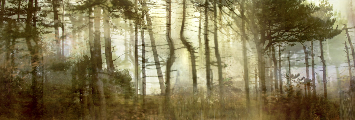 Pine Forest (from Series "Constructed Landscapes") Pine Forest (from Series "Constructed Landscapes")
