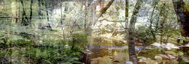 Glade (from Series "Constructed Landscapes") Glade (from Series "Constructed Landscapes")