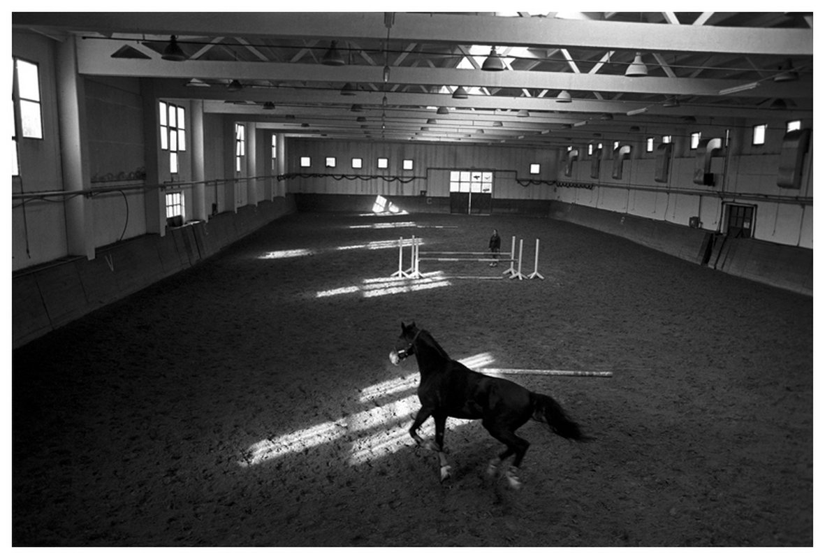 Horse, Zagreb,Croatia