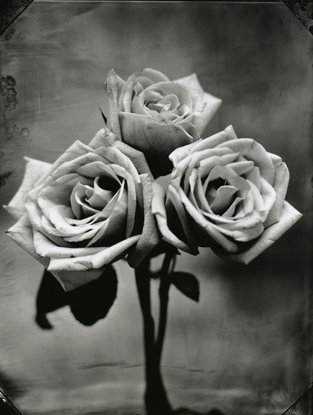 Three Roses