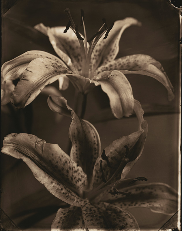 Lilies
