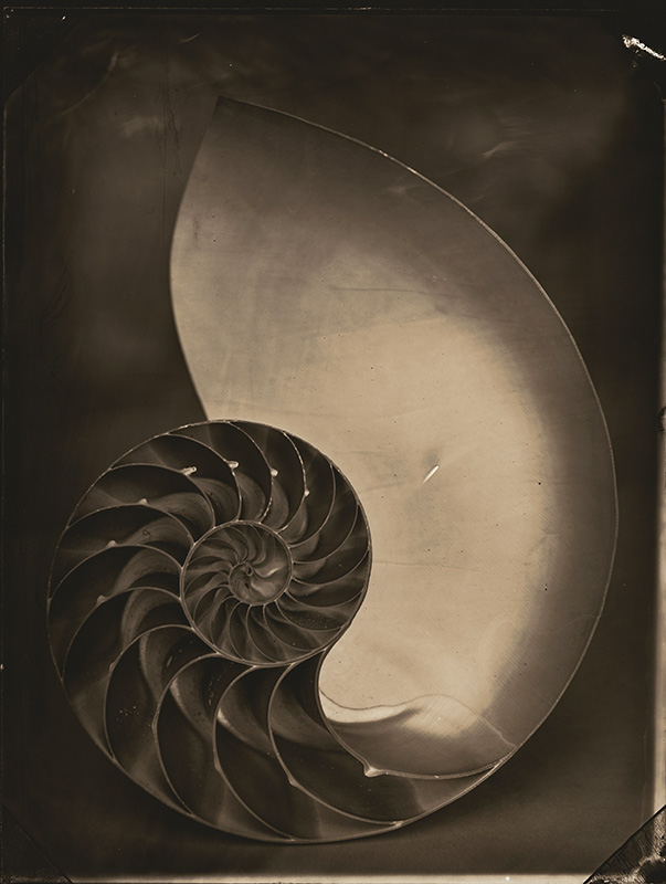 Nautilus