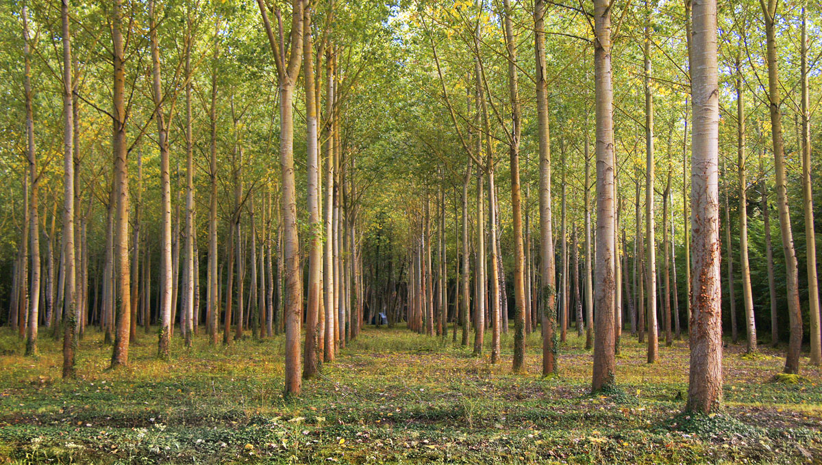 Woodlot