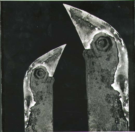 Ptaci (Birds)
