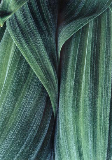 Corn Lily Detail