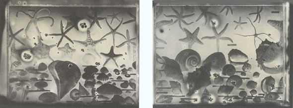 Shell (double), 1996