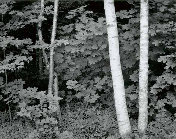 Birch Trees, Rockport, Maine Birch Trees, Rockport, Maine