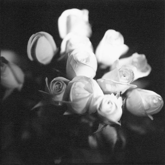 12 Roses