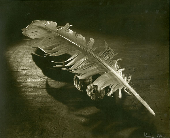 Still Life, Feather