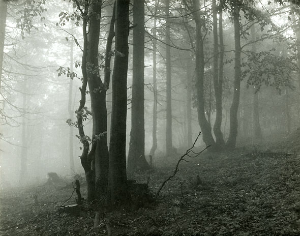 Mionsi Forest in Fog (Mlha v Lese)