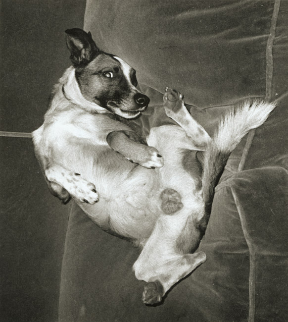 Chien cynique