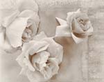 Olivia Parker - Roses (from "Lost Objects portfolio)
Click for more Images