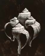 Olivia Parker - Whelks (from "Lost Objects portfolio)
Click for more Images