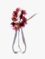 Joanne Koltnow - Hopseed 4
Click for more Images