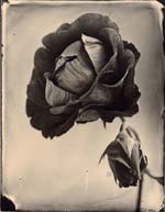 Tom Baril - Red Rose with Bud
Click for more Images