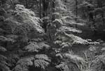 Maria DiElsi - One Day, Umbria Forest, Italy
Click for more Images
