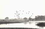 William Carter - Birds in Flight Farm, Illinois
Click for more Images
